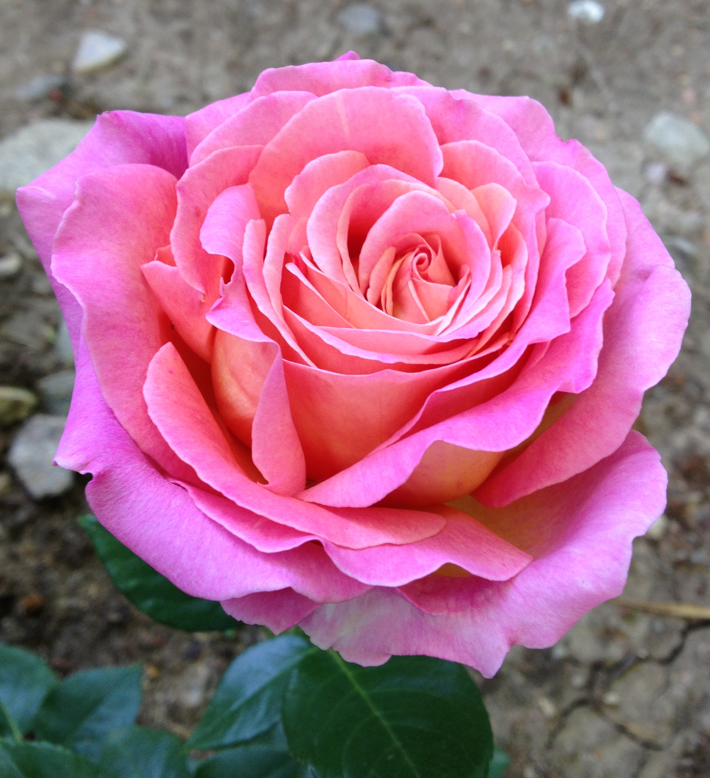 Rose is beautiful. Флорибунда бьютифул.